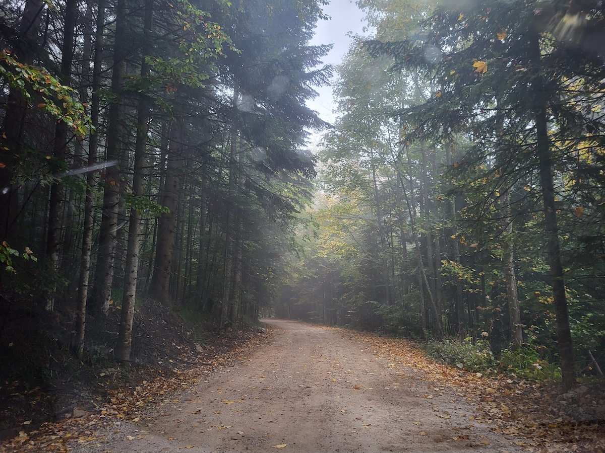 Dirt Road Through Mountain Forest