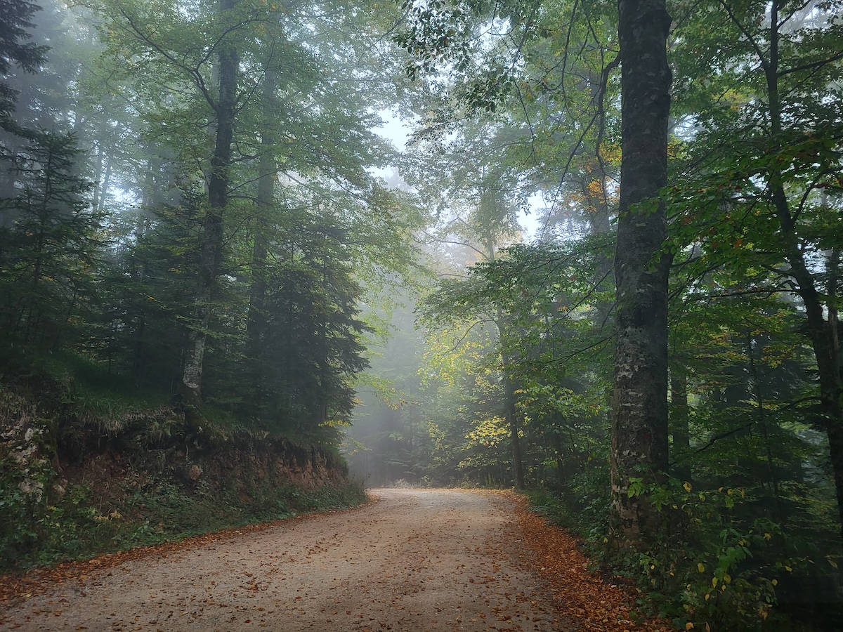 Dirt Road Through Mountain Forest