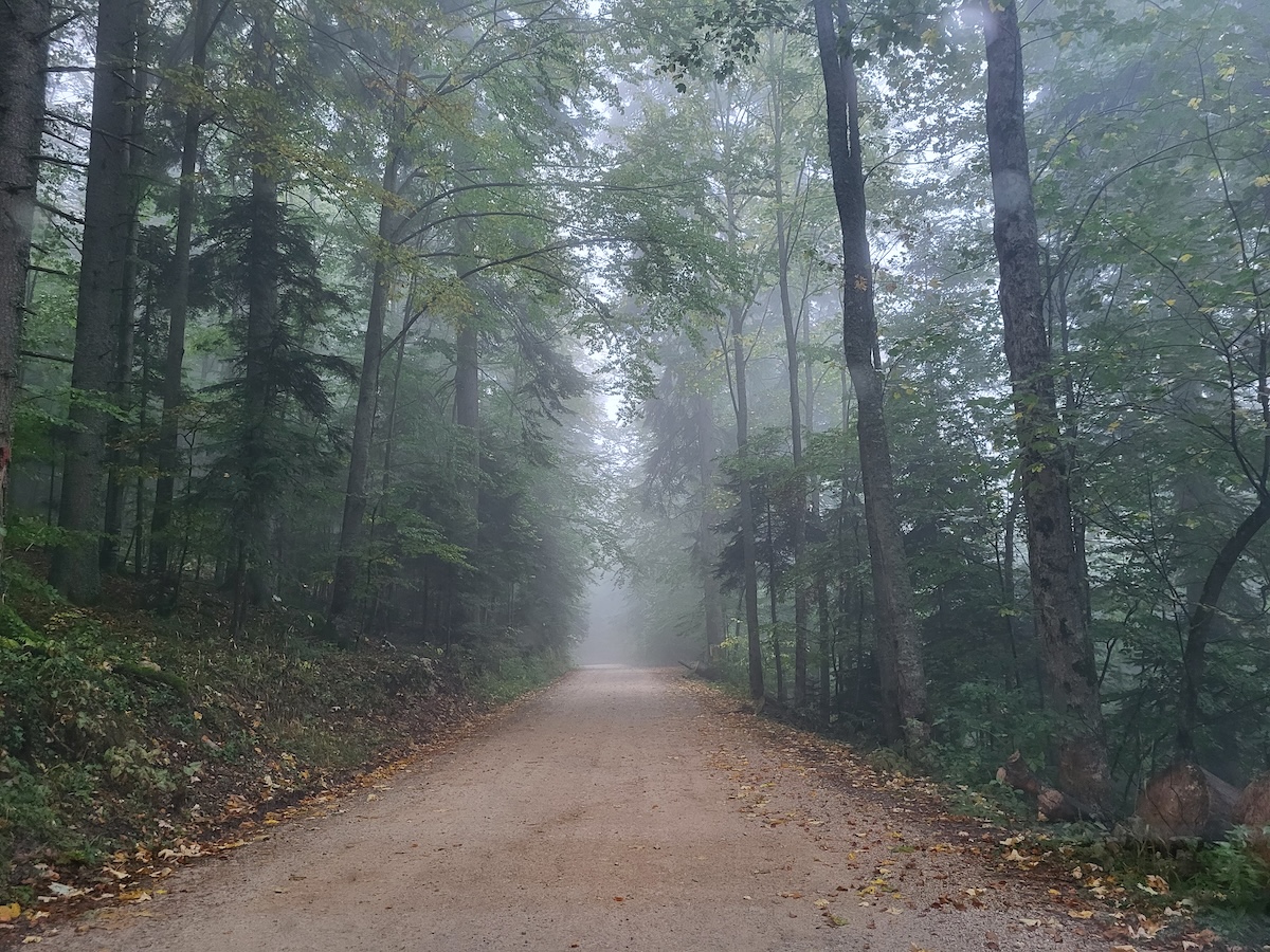 Dirt Road Through Mountain Forest