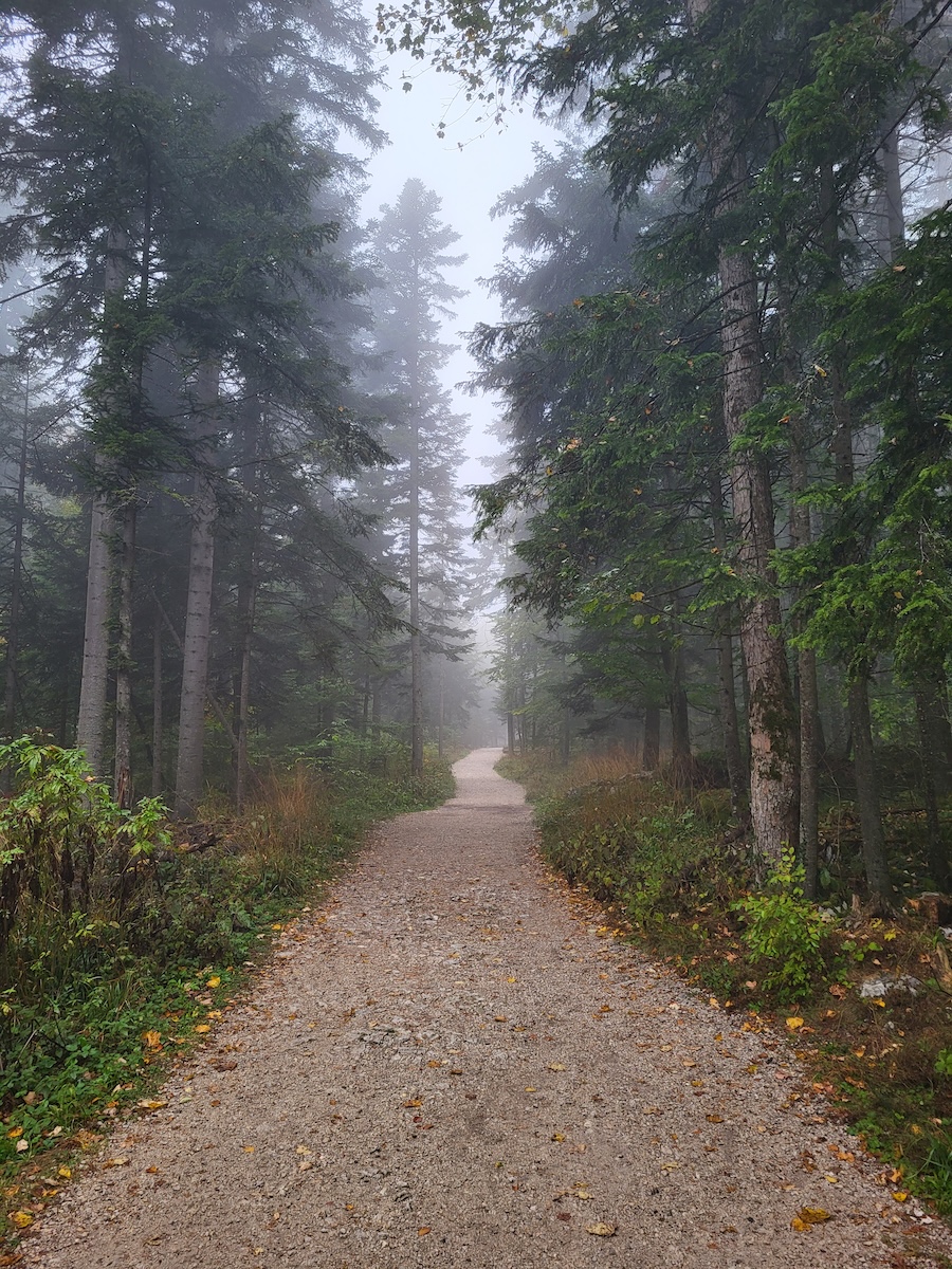 Dirt Road Through Mountain Forest