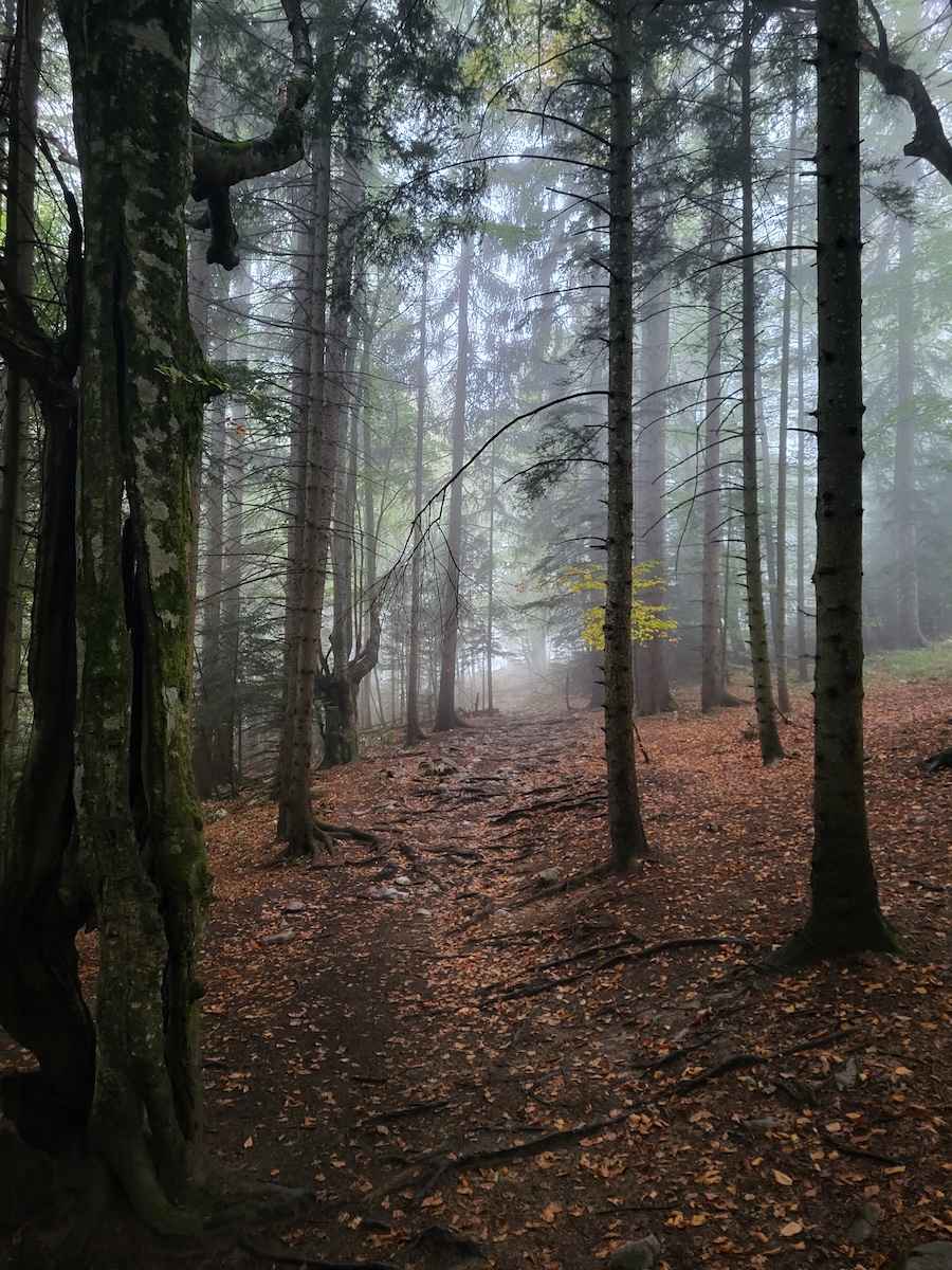 Rocky Trail Through Forest