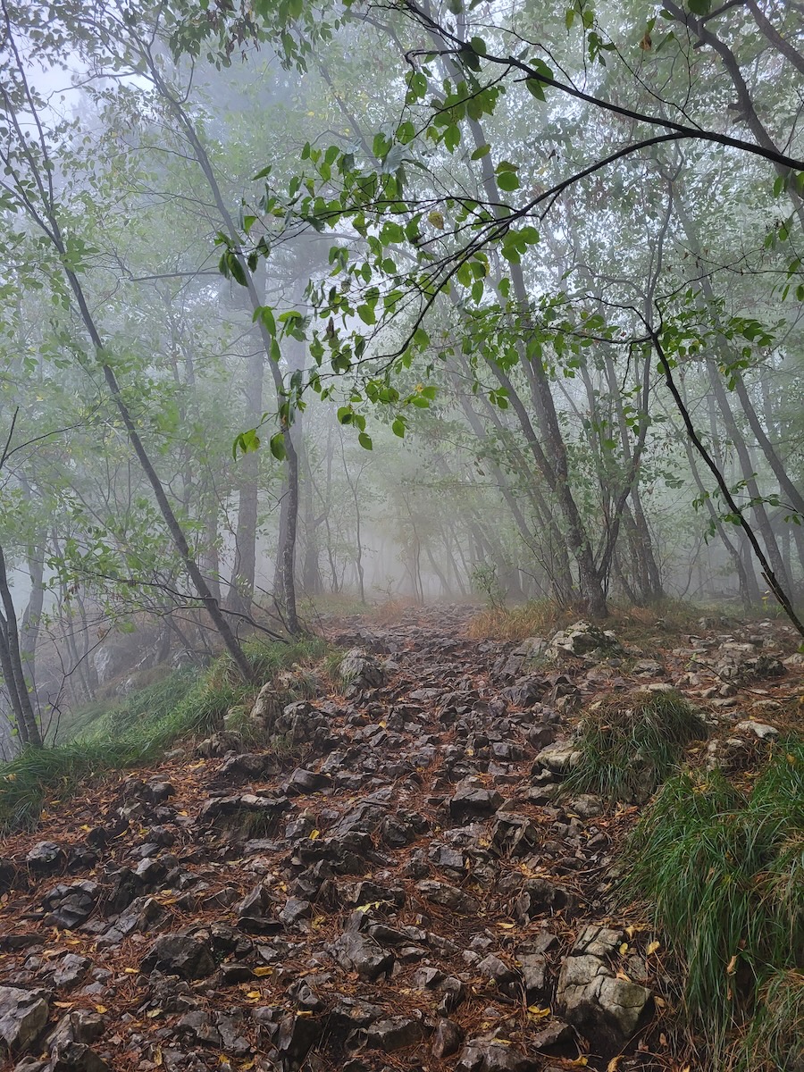 Rocky Trail Through Forest