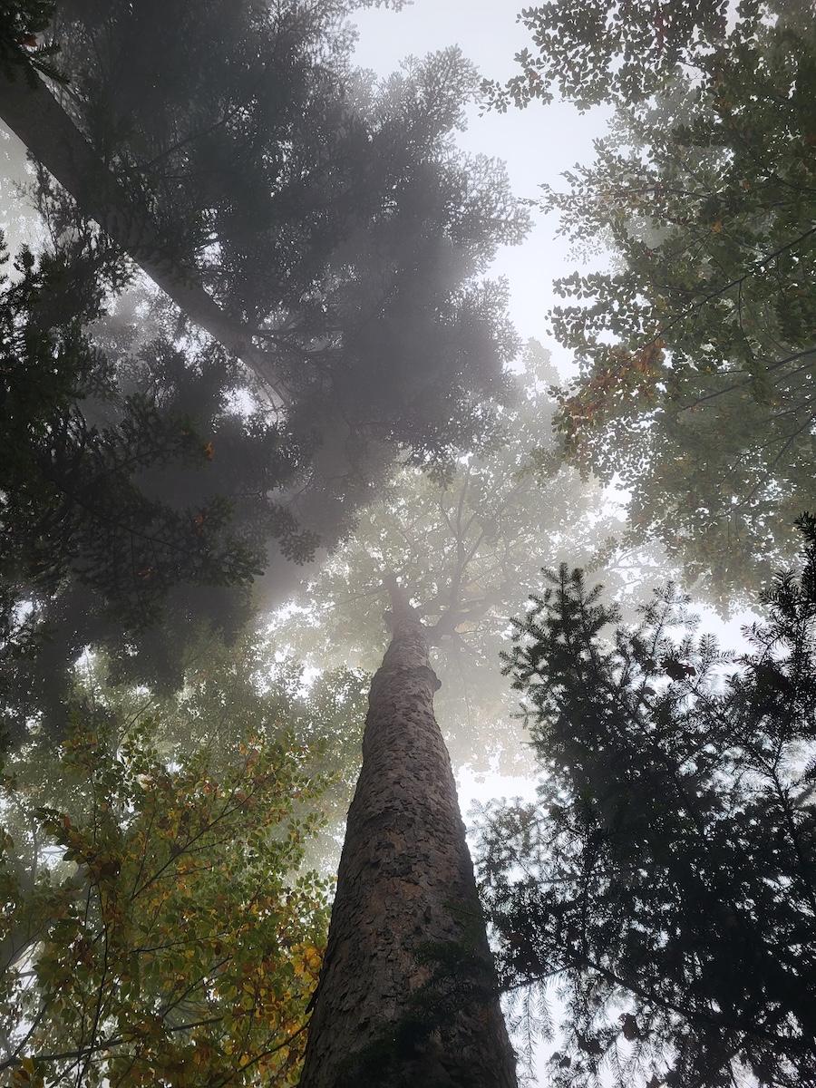 Trees Crowns in the Fog