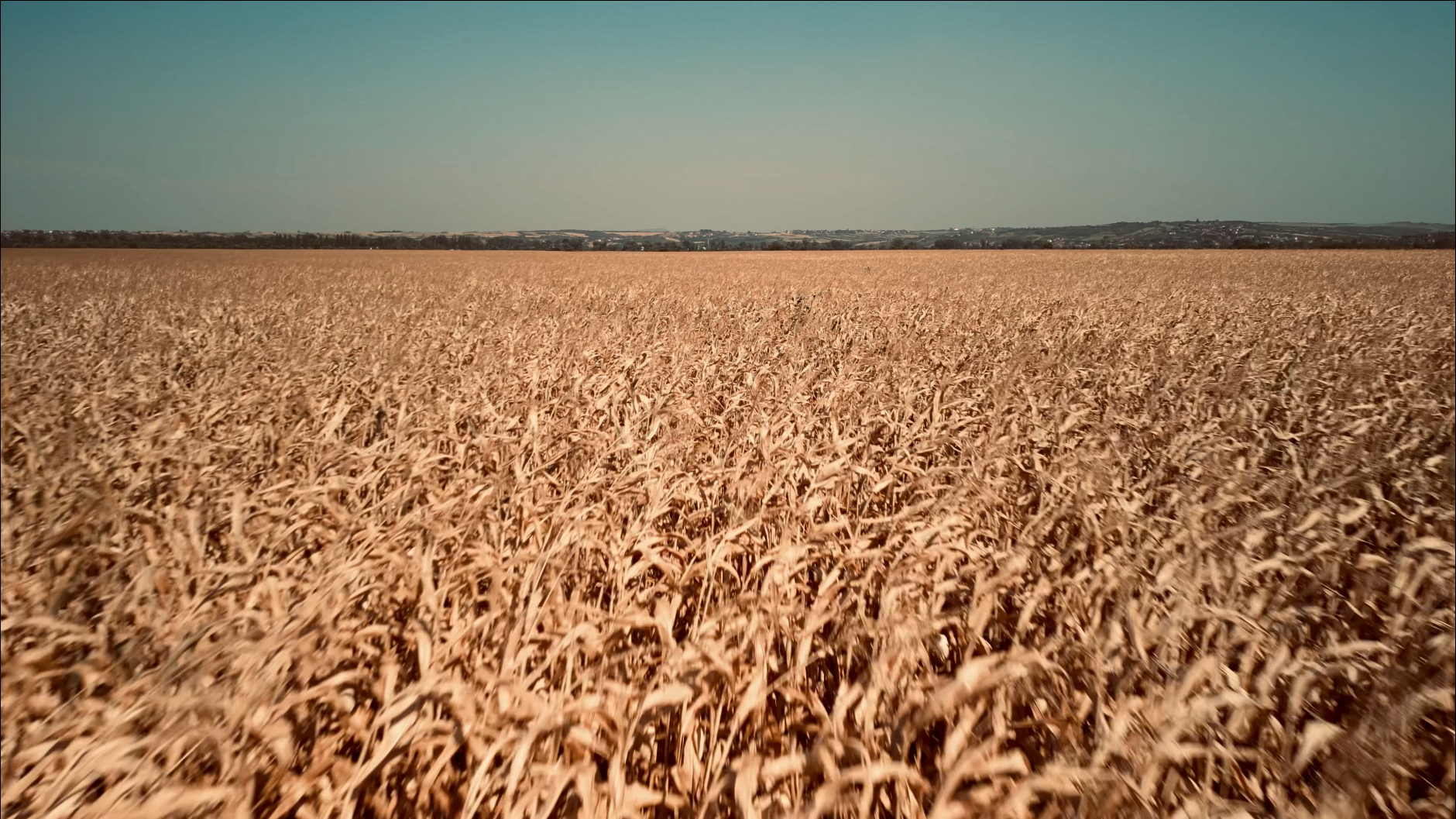 Cinematic Video of a Flight Over a Corn Field